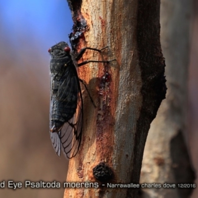 Psaltoda moerens (Redeye cicada) at Garrads Reserve Narrawallee - 5 Dec 2016 by Charles Dove