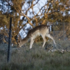 Dama dama (Fallow Deer) at Michelago, NSW - 29 Sep 2013 by Illilanga