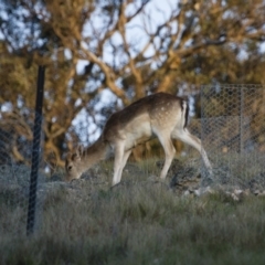 Dama dama (Fallow Deer) at Illilanga & Baroona - 29 Sep 2013 by Illilanga