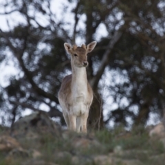 Dama dama at Michelago, NSW - 29 Sep 2013