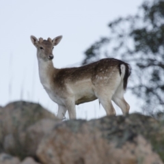 Dama dama at Michelago, NSW - suppressed