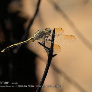 Orthetrum caledonicum at South Pacific Heathland Reserve - 7 Dec 2016