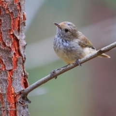 Acanthiza pusilla (Brown Thornbill) at - 5 Dec 2016 by Charles Dove