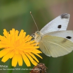 Pieris rapae (Cabbage White) at Garrads Reserve Narrawallee - 6 Dec 2016 by CharlesDove