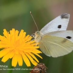 Pieris rapae (Cabbage White) at Garrad Reserve Walking Track - 5 Dec 2016 by Charles Dove