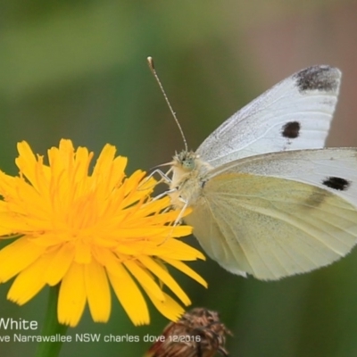 Pieris rapae (Cabbage White) at Garrads Reserve Narrawallee - 5 Dec 2016 by Charles Dove