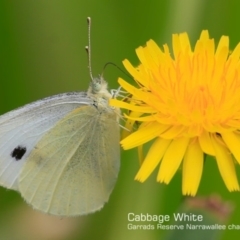 Pieris rapae at Garrads Reserve Narrawallee - 6 Dec 2016