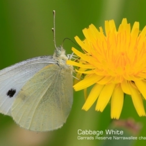 Pieris rapae at Garrads Reserve Narrawallee - 6 Dec 2016