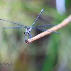 Austroargiolestes icteromelas icteromelas (Common Flatwing) at Garrad Reserve Walking Track - 6 Dec 2016 by CharlesDove