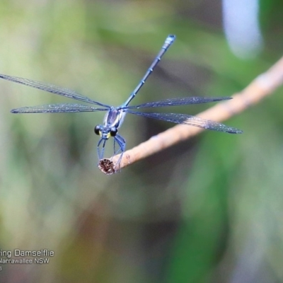 Austroargiolestes icteromelas icteromelas (Common Flatwing) at Garrads Reserve Narrawallee - 5 Dec 2016 by Charles Dove