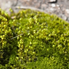 Bryaceae (family) (A moss) at Illilanga & Baroona - 27 Sep 2010 by Illilanga