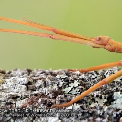 Podacanthus typhon (Pink-winged Stick Insect) at Garrad Reserve Walking Track - 5 Dec 2016 by Charles Dove