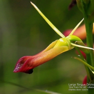 Cryptostylis subulata at Ulladulla, NSW - 5 Dec 2016