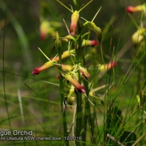 Cryptostylis subulata at Ulladulla, NSW - 5 Dec 2016