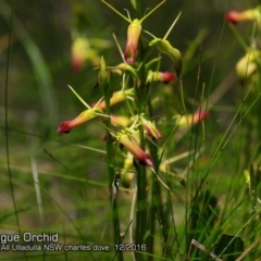 Cryptostylis subulata at Ulladulla, NSW - 5 Dec 2016