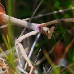 Mantodea (order) (Unidentified praying mantis) at Ulladulla - Warden Head Bushcare - 1 Dec 2016 by CharlesDove