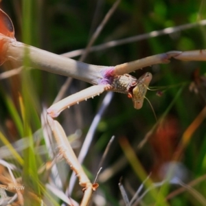 Mantodea (order) at Ulladulla - Warden Head Bushcare - 1 Dec 2016 12:00 AM