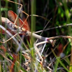 Mantodea (order) at Ulladulla - Warden Head Bushcare - 1 Dec 2016 12:00 AM