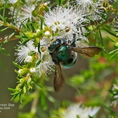 Xylocopa (Lestis) aerata (Golden-Green Carpenter Bee) at Kings Point, NSW - 9 Dec 2016 by CharlesDove