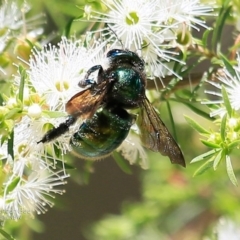 Xylocopa (Lestis) aerata at Kings Point, NSW - 9 Dec 2016