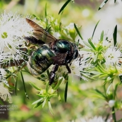 Xylocopa (Lestis) aerata at Kings Point, NSW - 9 Dec 2016