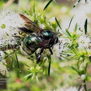 Xylocopa (Lestis) aerata at Kings Point, NSW - 9 Dec 2016