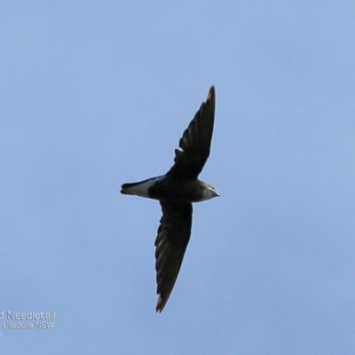 Hirundapus caudacutus (White-throated Needletail) at South Pacific Heathland Reserve - 2 Dec 2016 by CharlesDove