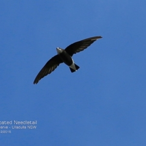 Hirundapus caudacutus at South Pacific Heathland Reserve - 2 Dec 2016