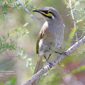 Caligavis chrysops at South Pacific Heathland Reserve - 6 Dec 2016