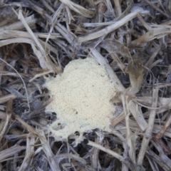 Fuligo septica (Scrambled egg slime) at Red Hill, ACT - 14 Nov 2007 by Illilanga