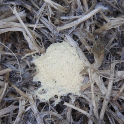 Fuligo septica (Scrambled egg slime) at Red Hill, ACT - 15 Nov 2007 by Illilanga