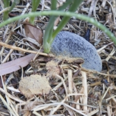 Fuligo septica at Red Hill, ACT - 15 Nov 2007