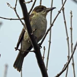 Cracticus torquatus at Molonglo Valley, ACT - 18 Jun 2018 10:50 AM