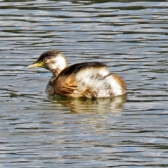 Tachybaptus novaehollandiae (Australasian Grebe) at Gordon, ACT - 19 Jun 2018 by RodDeb