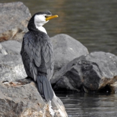 Microcarbo melanoleucos (Little Pied Cormorant) at Gordon, ACT - 19 Jun 2018 by RodDeb