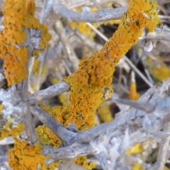 Xanthoria sp. (genus) (A lichen) at Isaacs Ridge - 20 Jun 2018 by Mike