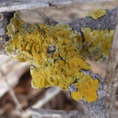 Xanthoria sp. at Isaacs Ridge - 20 Jun 2018 01:48 PM