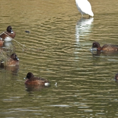 Aythya australis (Hardhead) at Gordon Pond - 19 Jun 2018 by RodDeb