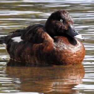 Aythya australis at Gordon, ACT - 19 Jun 2018