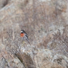 Petroica boodang (Scarlet Robin) at Isaacs Ridge and Nearby - 20 Jun 2018 by Mike