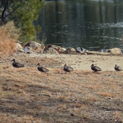 Anas superciliosa (Pacific Black Duck) at Gordon, ACT - 19 Jun 2018 by RodDeb