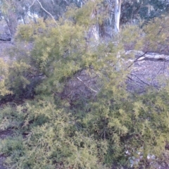 Acacia cardiophylla at Farrer, ACT - 20 Jun 2018