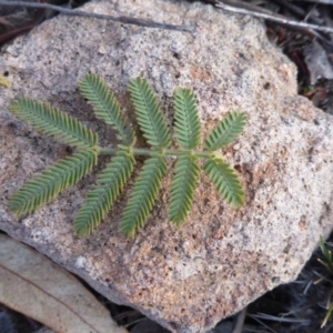 Acacia baileyana x Acacia dealbata at Farrer, ACT - 20 Jun 2018 05:42 PM