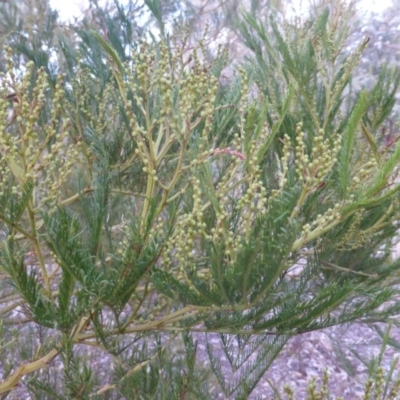 Acacia decurrens (Green Wattle) at Farrer Ridge - 20 Jun 2018 by Mike