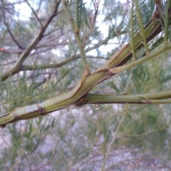 Acacia decurrens at Farrer, ACT - 20 Jun 2018 05:42 PM