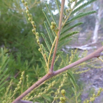 Acacia dealbata X Acacia decurrens (Silver x Green Wattle (Hybrid)) at Farrer, ACT - 20 Jun 2018 by Mike