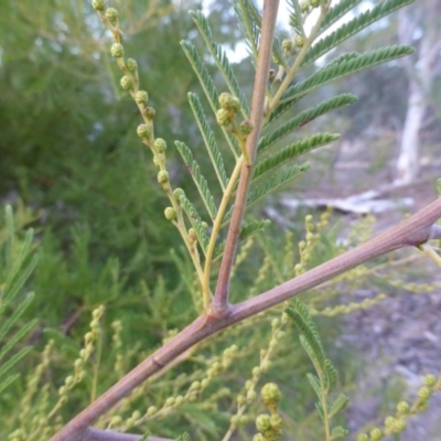 Acacia dealbata X Acacia decurrens (Silver x Green Wattle (Hybrid)) at Farrer Ridge - 20 Jun 2018 by Mike