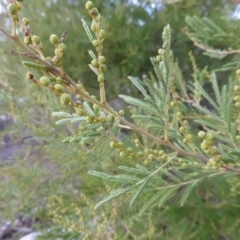 Acacia dealbata X Acacia decurrens at Farrer, ACT - 20 Jun 2018