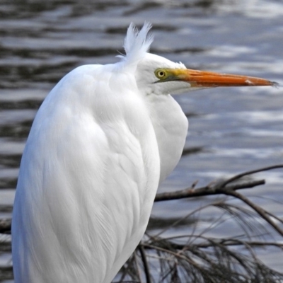 Ardea alba (Great Egret) at Gordon Pond - 19 Jun 2018 by RodDeb