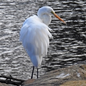 Ardea alba at Gordon, ACT - 19 Jun 2018